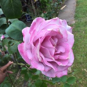 Meet your Posher, Breanna